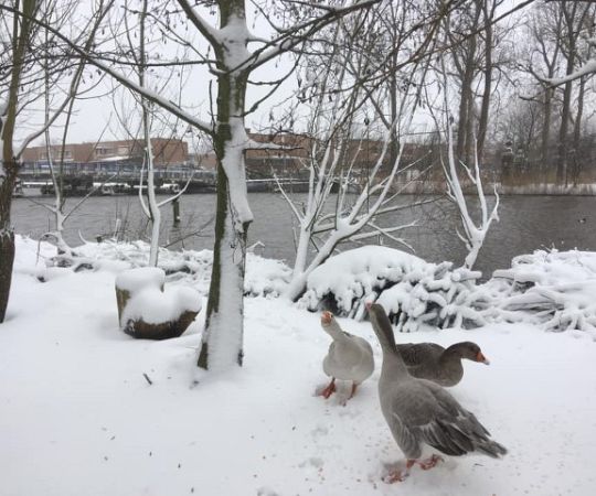 /files/Boerderij dieren/Ganzen (Klein).jpg